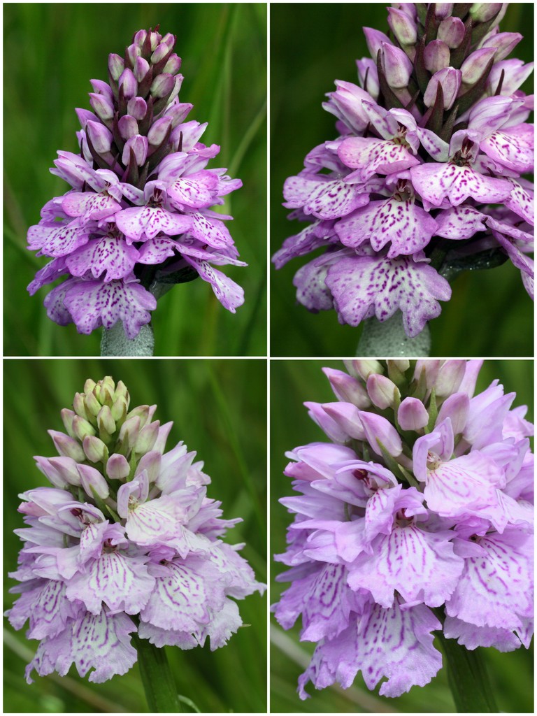 Orchidee d''Irlanda